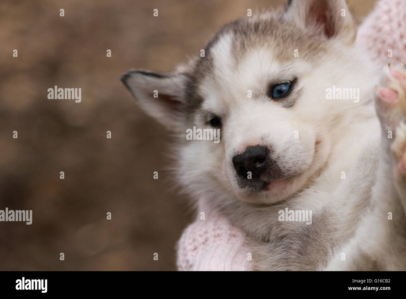 Un bambino siberian husky cucciolo Foto Stock