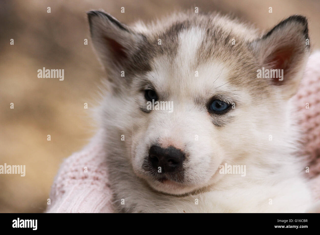 Un bambino siberian husky cucciolo Foto Stock