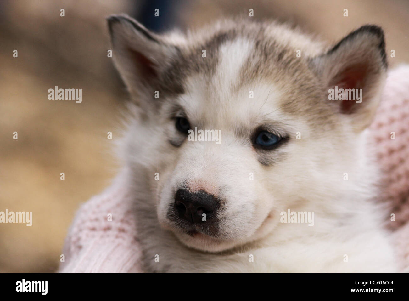 Un bambino siberian husky cucciolo Foto Stock