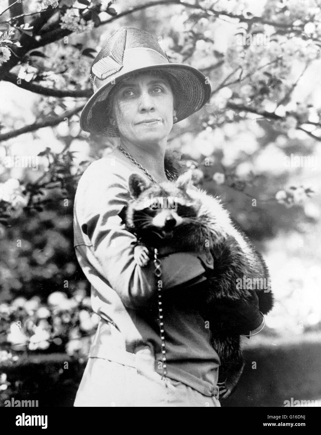 La sig.ra Calvin Coolidge tenendo il suo animale domestico raccoon Rebecca. Grace Anna Goodhue Coolidge (3 gennaio 1879 - 8 luglio 1957) era la moglie di Calvin Coolidge e la First Lady degli Stati Uniti dal 1923 al 1929. Si è laureata presso l'Università di Vermont nel 1902, Foto Stock