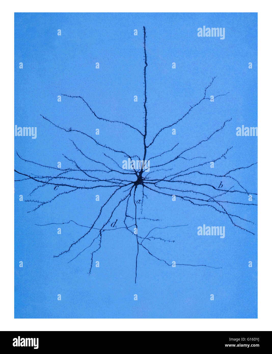Disegno di una cellula piramidale nel motore cerebrale corticale da Santiago Ramon y Cajal (1852-1934). Neuroni piramidali (cellule piramidali) sono un tipo di neurone presenti in aree del cervello, compresa la corteccia cerebrale, l'ippocampo e amigdala. Pyramida Foto Stock