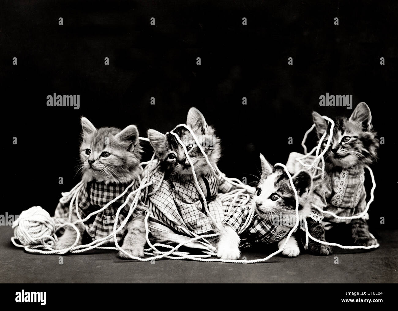 Titolo: "l'ingarbugliamento' mostra quattro gattini indossando vestiti giocando con un rotolo di spago. Harry Whittier Libera (1879 - 1953) era un fotografo americano che ha fotografato animali vivi vestito e poste in situazioni umane con puntelli. La sua foto di animali Foto Stock
