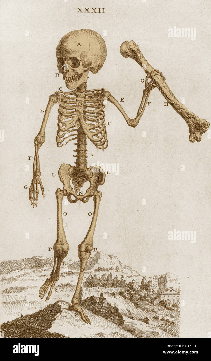 William Cheselden's Osteographia (1733). Con il suo romanzo vignette e il suo uso di una camera obscura nella produzione delle piastre, heselden's sontuosamente illustrato Osteographia o l'Anatomia delle ossa, è riconosciuta come una pietra miliare nella storia di anat Foto Stock