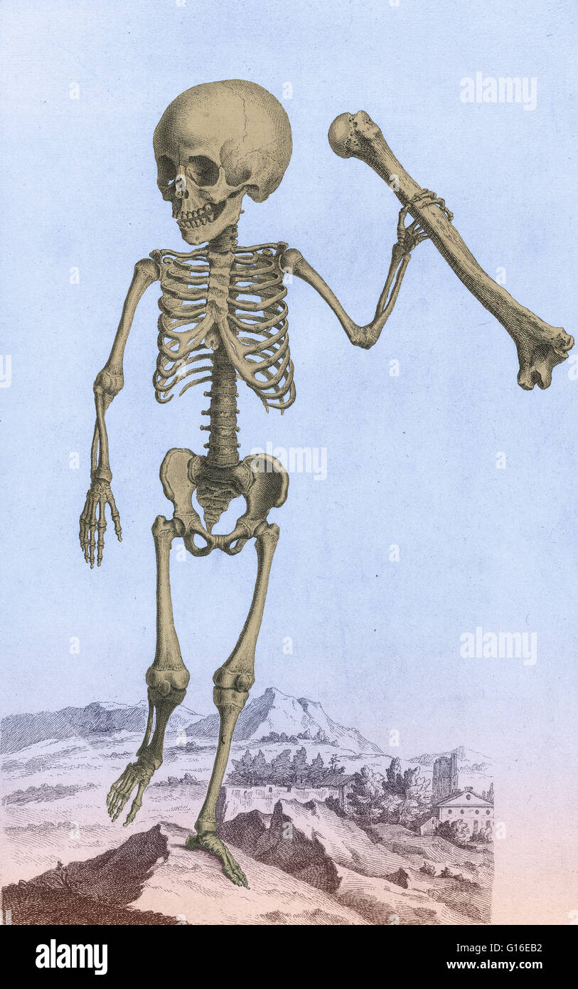 William Cheselden's Osteographia (1733). Con il suo romanzo vignette e il suo uso di una camera obscura nella produzione delle piastre, heselden's sontuosamente illustrato Osteographia o l'Anatomia delle ossa, è riconosciuta come una pietra miliare nella storia di anat Foto Stock