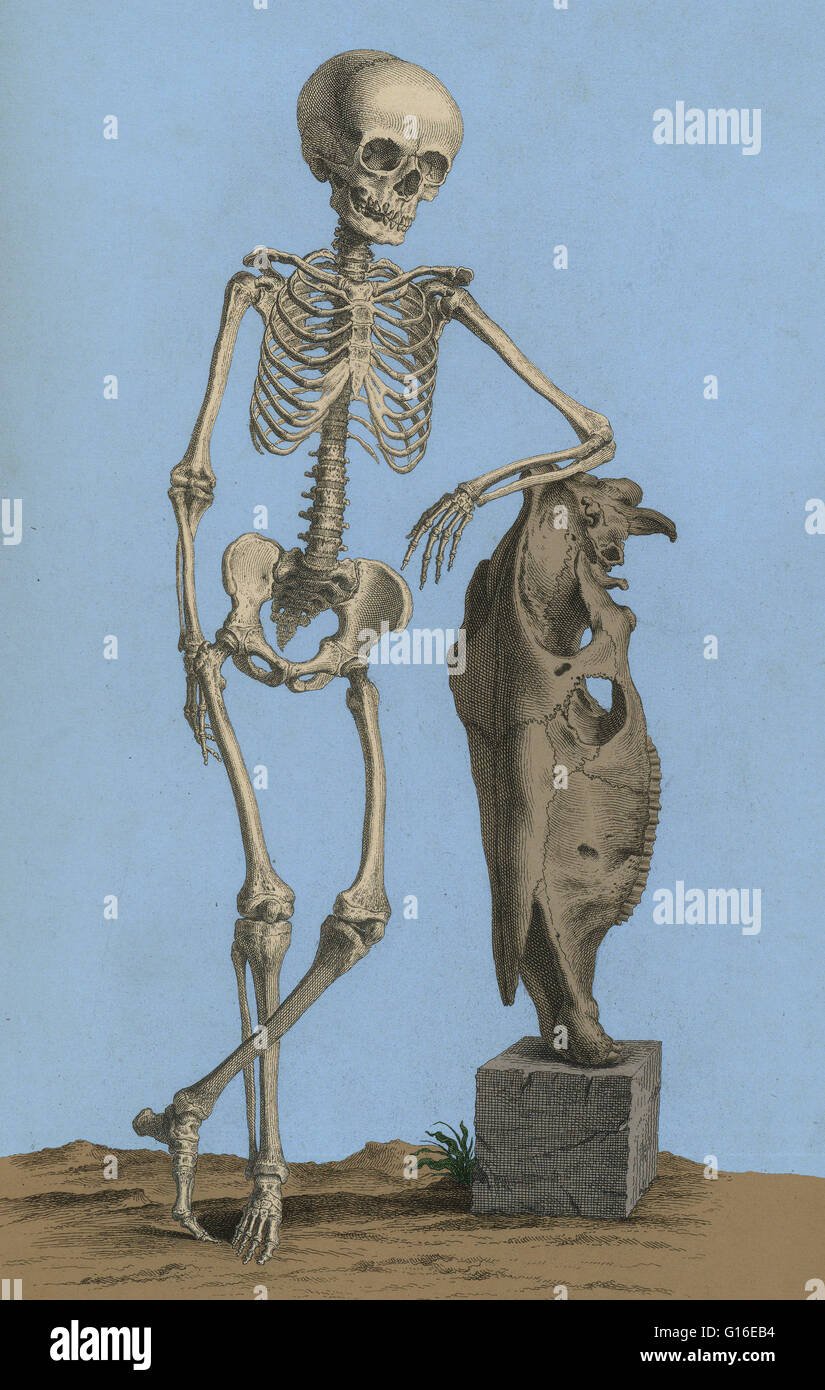 William Cheselden's Osteographia (1733). Con il suo romanzo vignette e il suo uso di una camera obscura nella produzione delle piastre, heselden's sontuosamente illustrato Osteographia o l'Anatomia delle ossa, è riconosciuta come una pietra miliare nella storia di anat Foto Stock