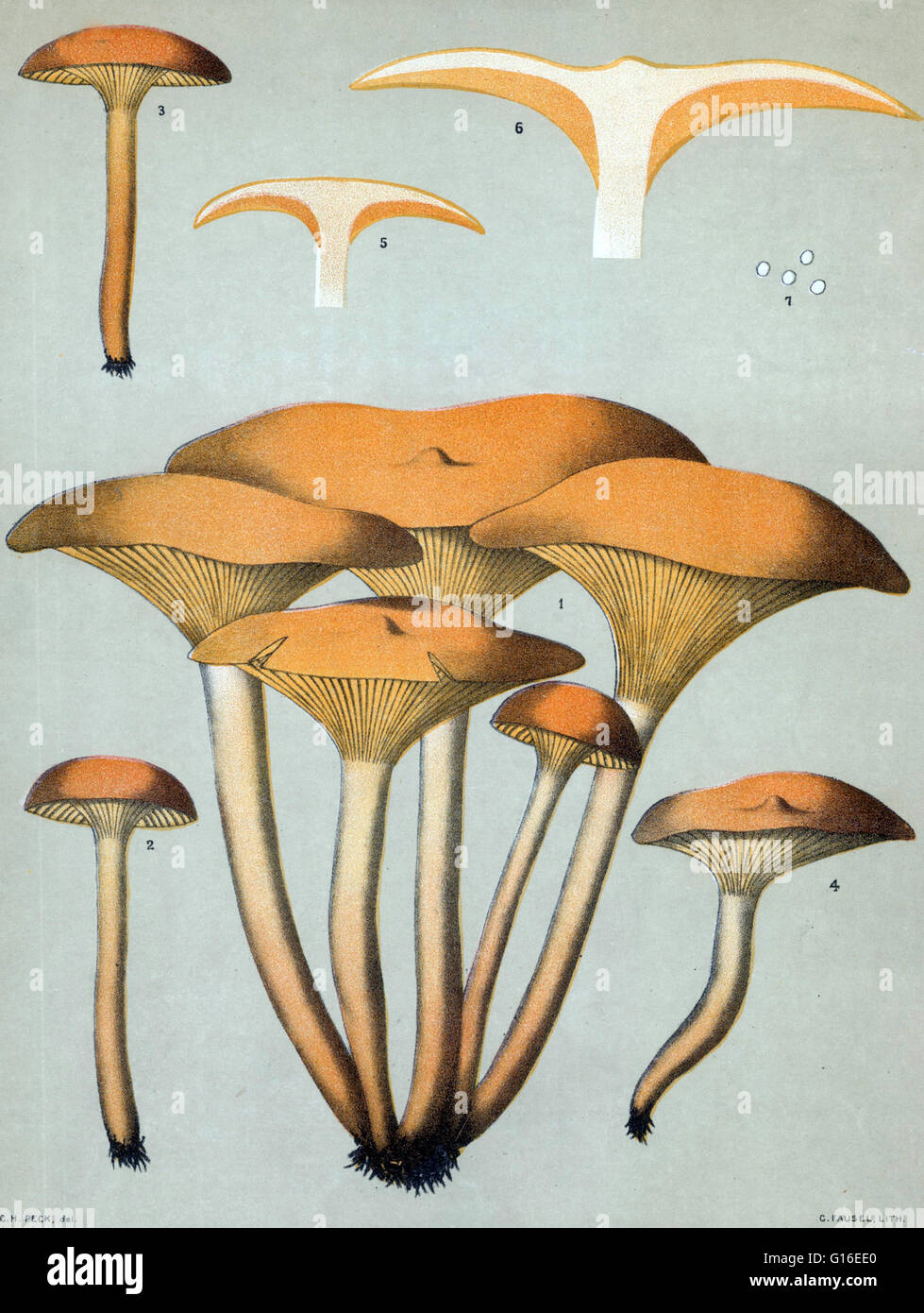 Omphalotus illudens è comunemente chiamato il jack-o'lanterna fungo. Si tratta di un grande fungo arancione che si trovano spesso in grumi sul decadimento di monconi, sepolto radici o alla base di alberi di legno duro nel Nord America orientale. Le sue branchie spesso presentano una debole gree Foto Stock