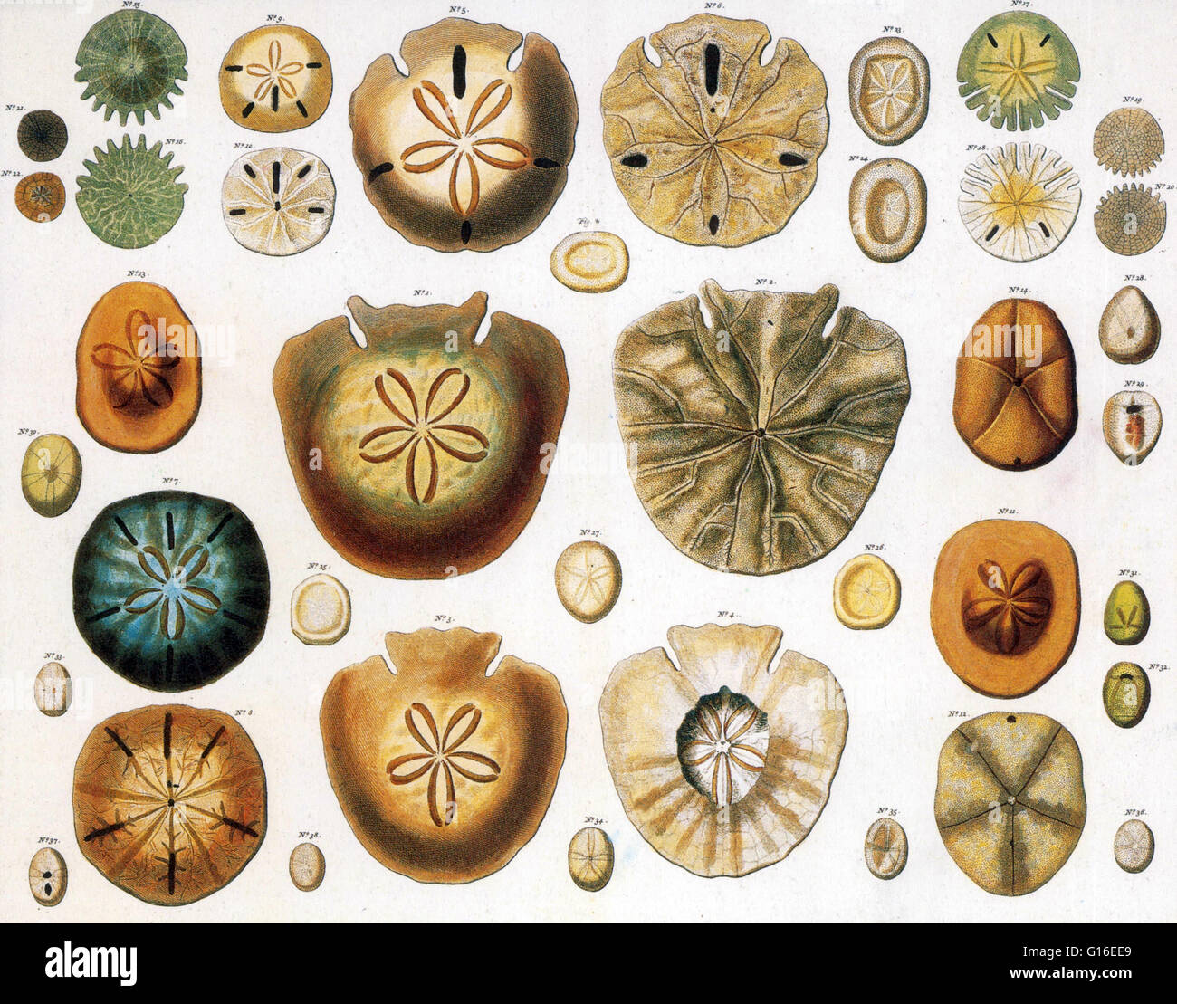 La sabbia di dollari e ricci di cuore. Il termine Sand dollar si riferisce alla specie di estremamente appiattita, scavando ricci di mare appartenenti all'ordine Clypeasteroida. Alcune specie entro la fine, non è abbastanza come piatto, sono noti come i biscotti di mare. Animali correlati ch. Foto Stock