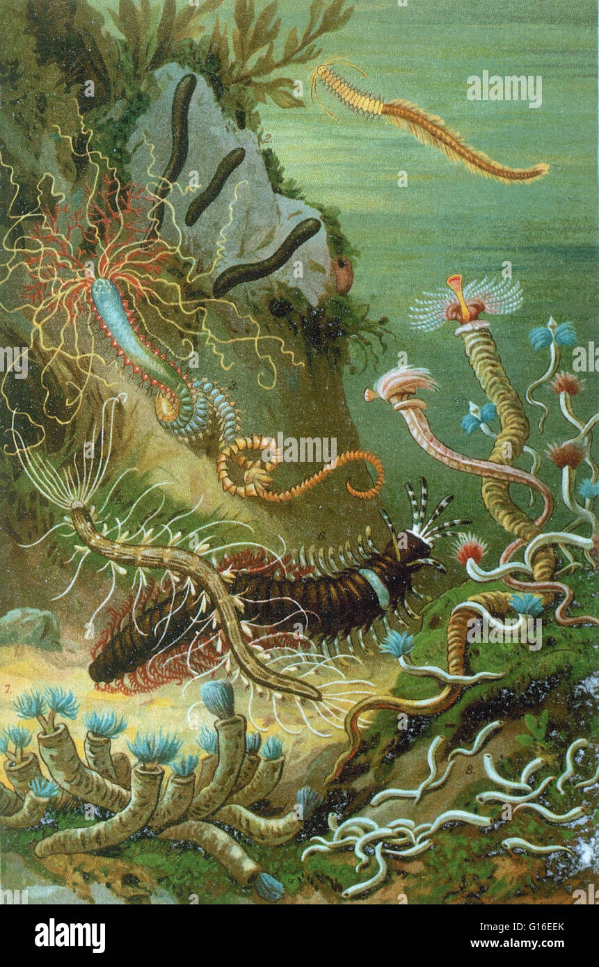 Qualsiasi worm che vive in un ambiente marino è considerato un verme marino. Vermi marini si trovano in diversi phyla, compreso il Platyhelminthes, Nematoda, anellidi (vermi segmentati), Chaetognatha Hemichordata, e Phoronida. Molti di questi worm Foto Stock