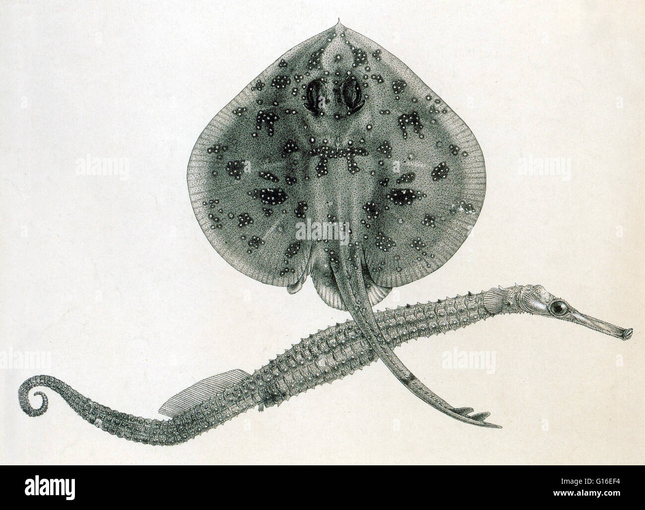 Pavoraja è un genere di pattini in famiglia Rajidae. Questi pattini sono noti come bello peacock pattini. I pattini sono pesci cartilaginei in superorder Batoidea di raggi. Più di 200 specie sono state descritte in 27 generi. La spinosa, pipehorse Solegna Foto Stock