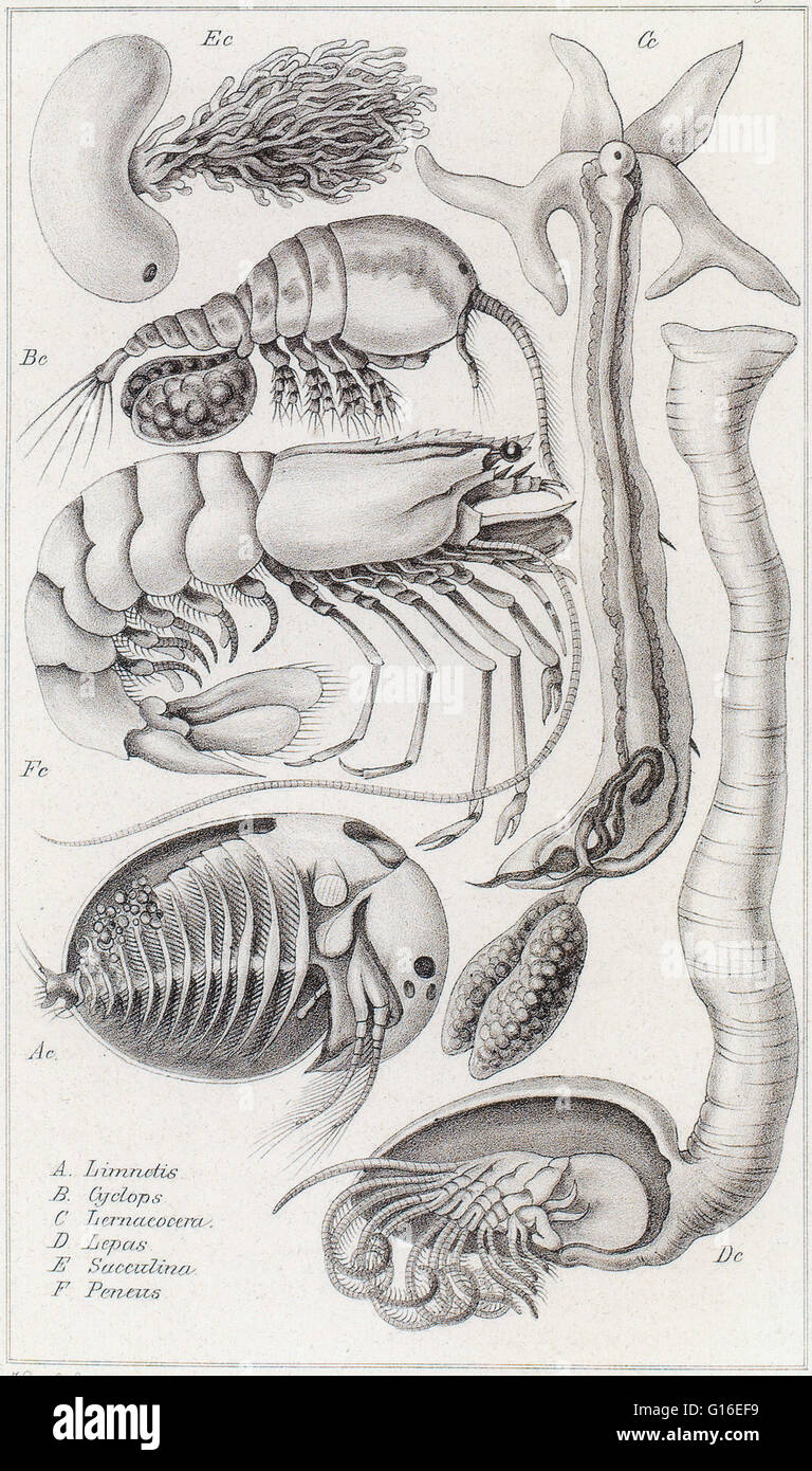 Limnetis (identificabili). Ciclope è uno dei più comuni generi di acqua dolce copepods, comprendente oltre 400 specie. Liernaeocera (Lernaeocera) è un genere di marine copepods in famiglia Pennellidae. Lepas è un genere di oca cirripedi in famiglia Foto Stock