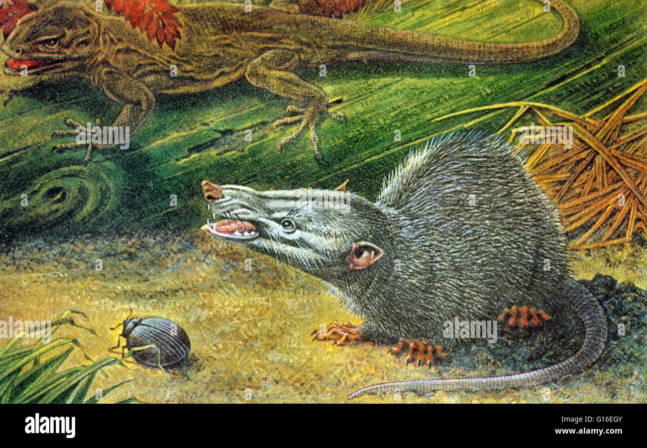 Morganucodon (Glamorgan dente) è una precoce mammaliaform genere che visse durante il tardo periodo Triassico. Esso è apparso per la prima volta circa 205 milioni di anni fa. A differenza di molti altri primi mammiferi, Morganucodon è ben rappresentata da abbondanti e ben conservati, tu Foto Stock