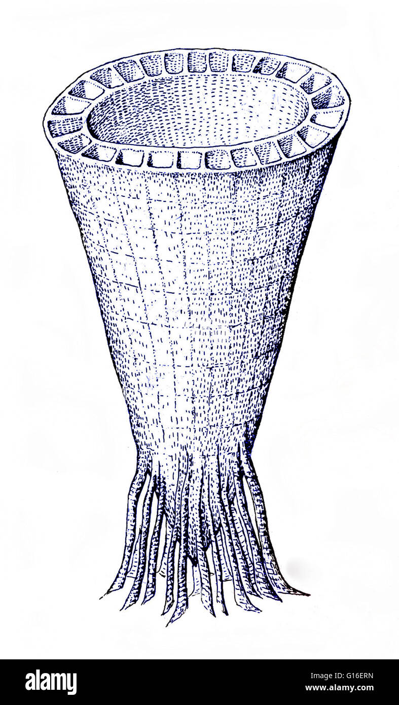 Colore esaltato disegno fossile di un organismo estinto appartenente al phylum gruppo dai primi tempi Cambriano. Il Cambriano è il primo periodo geologico del Paleozoico era (1,9 milioni di anni fa). La rapida diversificazione di lifeforms in Cambriano, Foto Stock