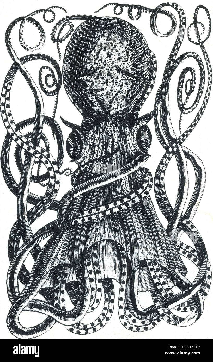 Un polpo è un mollusco di cefalopodi dell'ordine Octopoda. Esso ha due occhi e quattro coppie di bracci e, come altri cefalopodi, è a simmetria bilaterale. Un polpo ha un becco duro, con la sua bocca al punto centrale dei bracci. Un polpo non ha alcun intern Foto Stock