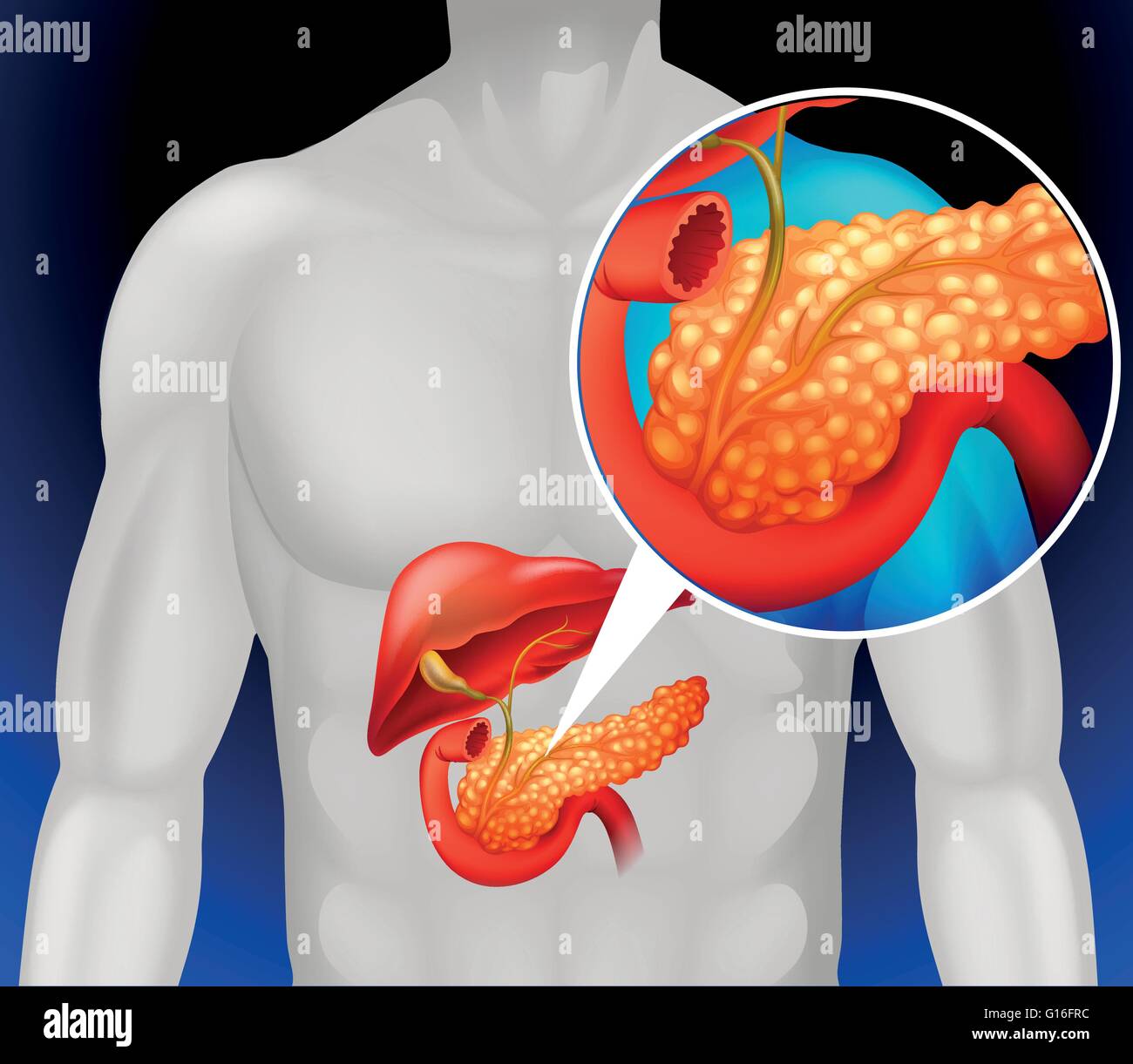 pancreas-e-milza-immagini-e-fotografie-stock-ad-alta-risoluzione-alamy