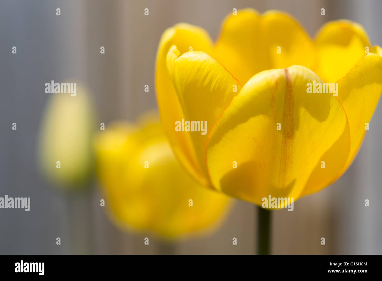 Tre tulipani gialli blooming Foto Stock