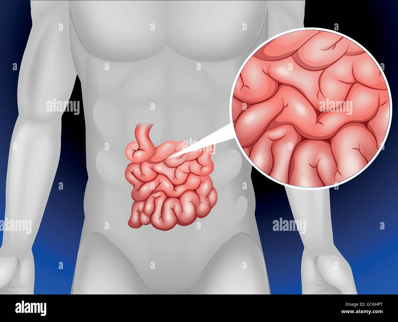 Il piccolo intestino nella illustrazione dettagliata Illustrazione Vettoriale