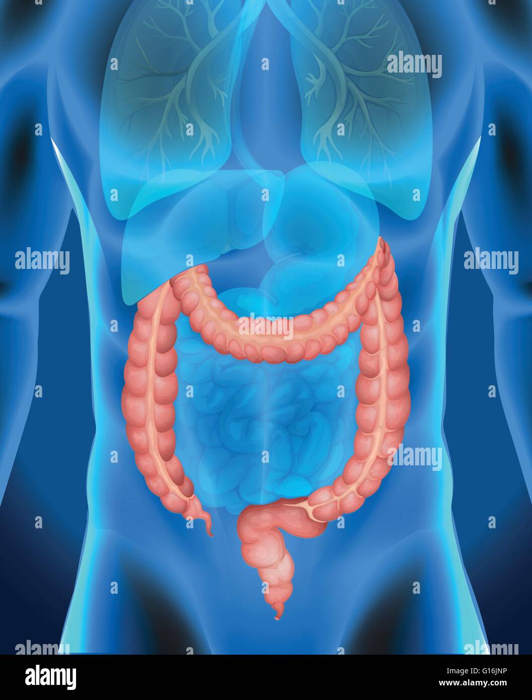 Xray di umana dell'intestino crasso illustrazione Illustrazione Vettoriale