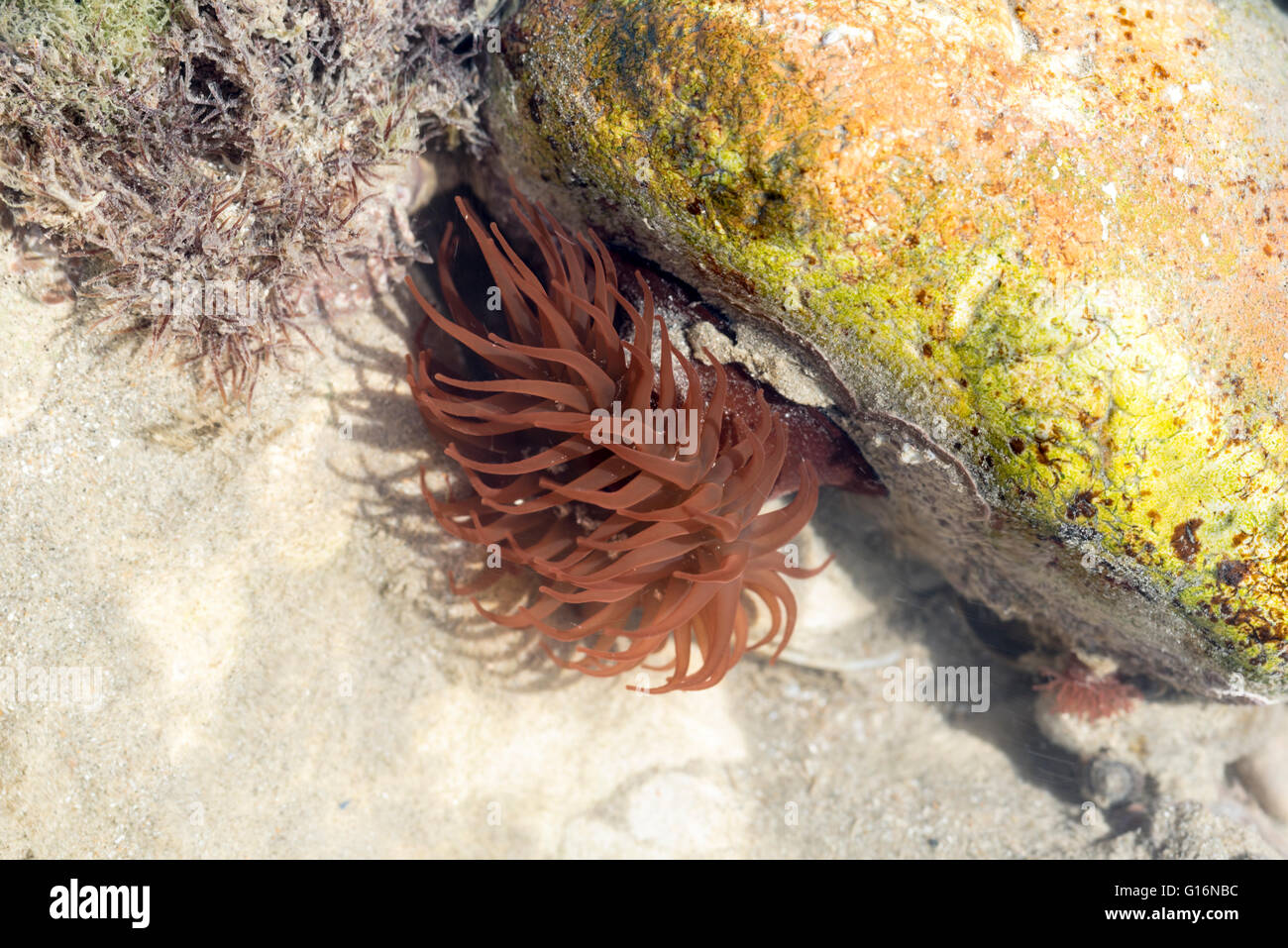 Un rosso Beadlet Anemone, il nessuno colore forma in una piscina di roccia con striature sottili di particelle visibili nell'acqua Foto Stock