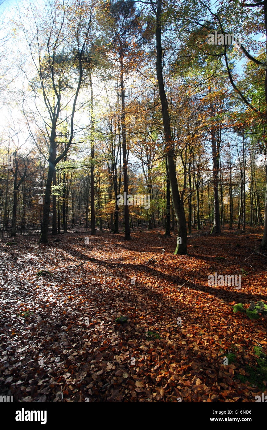 In autunno la Nuova Foresta, Zona di unenclosed pascolo brughiera e della foresta nel sud-est dell'Inghilterra. Foto Stock