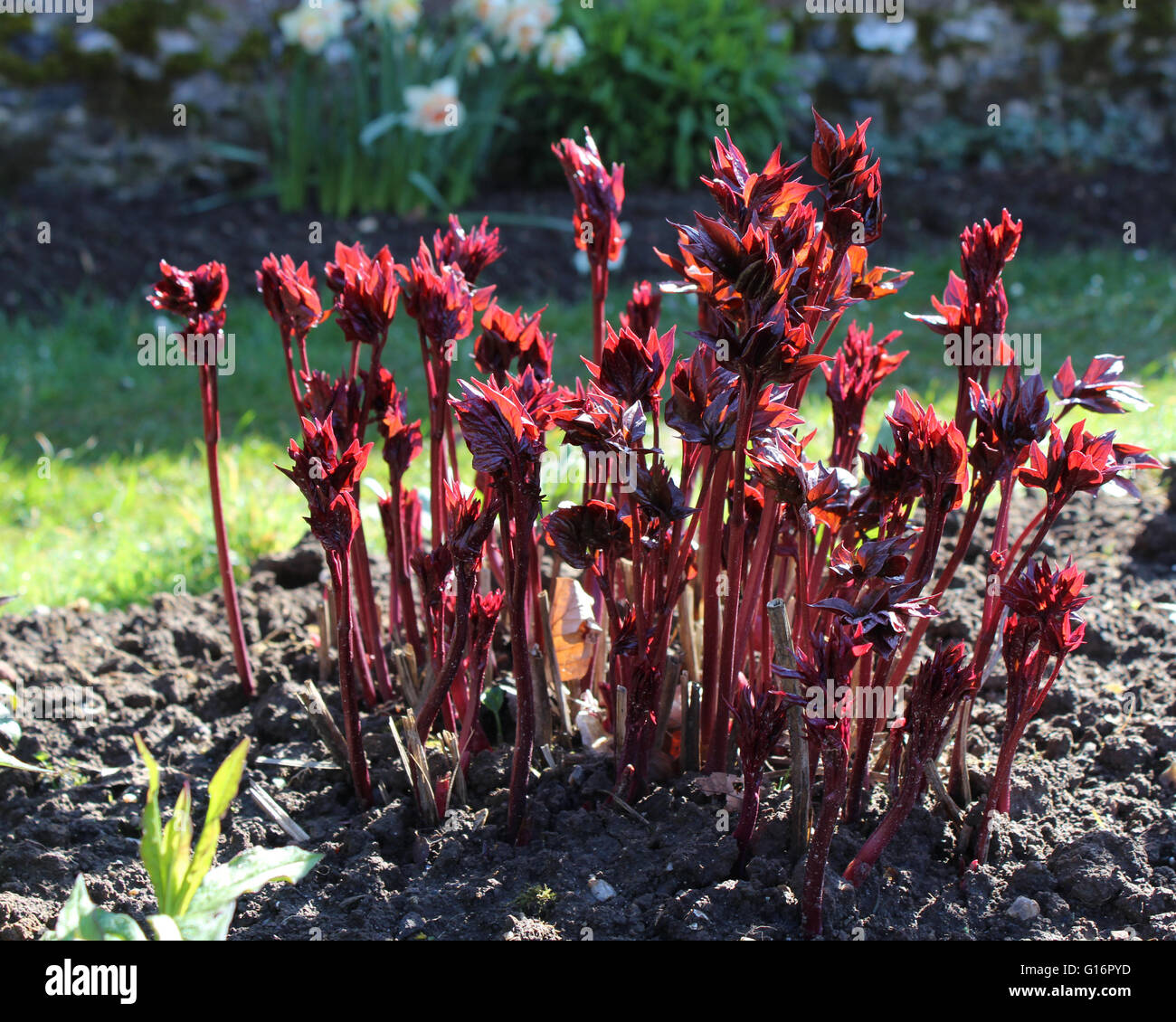 Colorato retroilluminato nuova crescita di Paeonia impianto, noto anche come Paeony. Questo piante erbacee perenni colpisce il fogliame rosso. Foto Stock