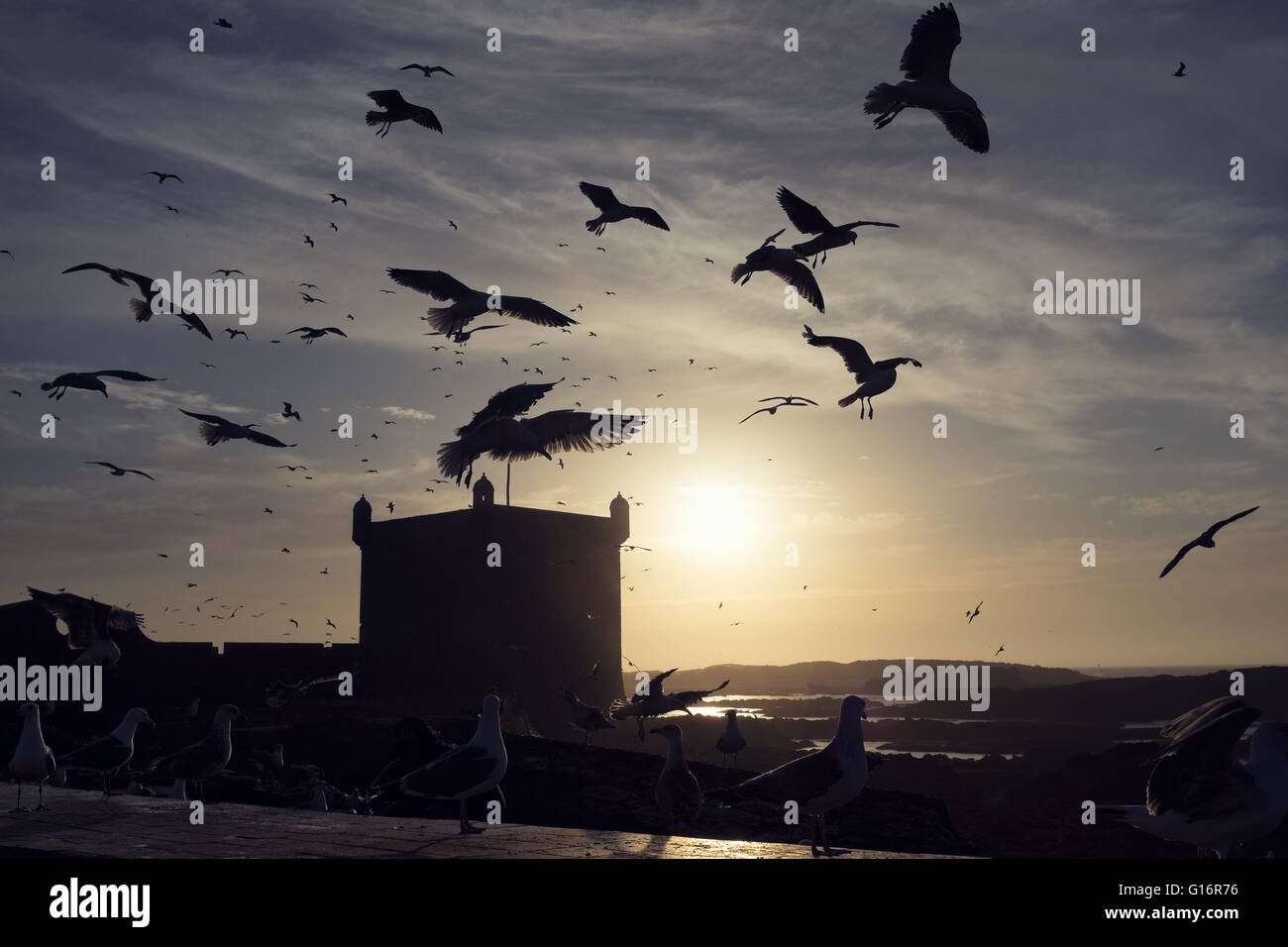 Gabbiani battenti intorno a una fortezza retroilluminato al tramonto, porto di Essaouira, Marocco Foto Stock