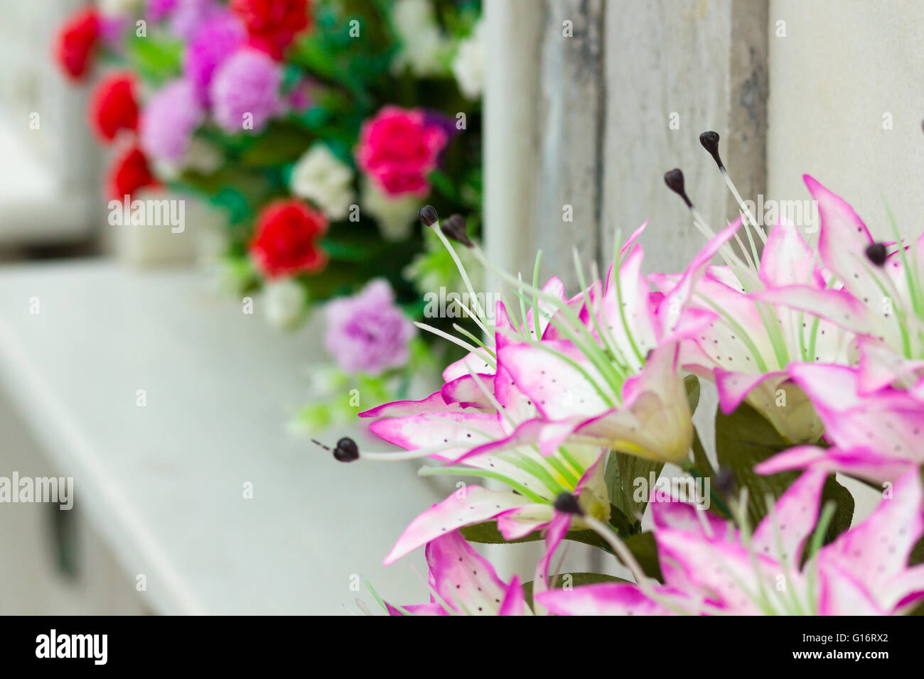 Graziosi fiori viola Foto Stock