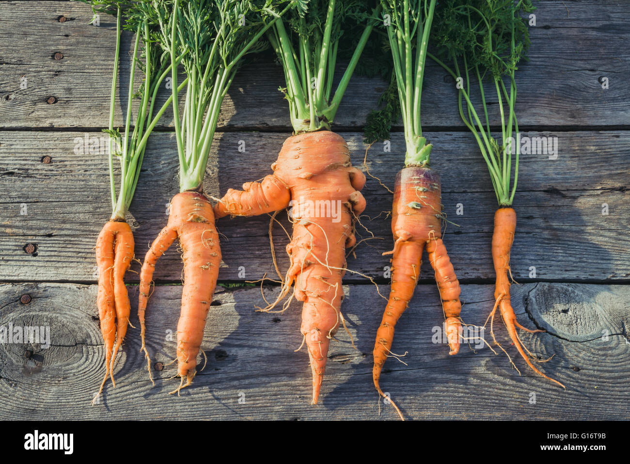 Alla moda di brutto carota organico da casa letto giardino fienile su tavola di legno, australiano cresciuto. Foto Stock