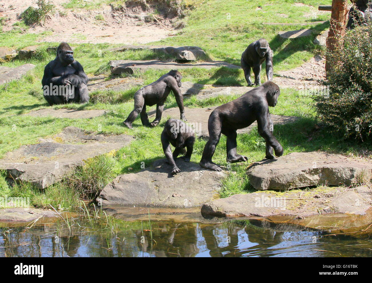 Famiglia estesa di Gorillas occidentali della pianura sulla riva di un piccolo ruscello Foto Stock