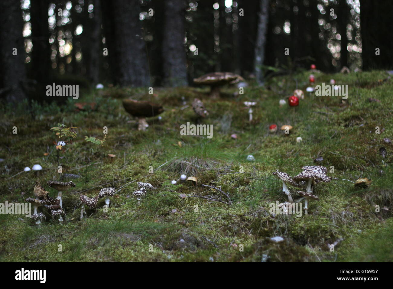 Varietà di funghi in una foresta svedese. Foto Stock