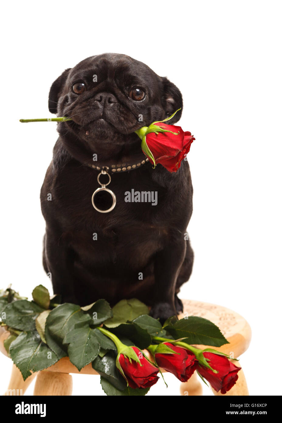 Piccolo Nero Femmina Cute Pug Cucciolo Di Cane Tenendo Una Rosa