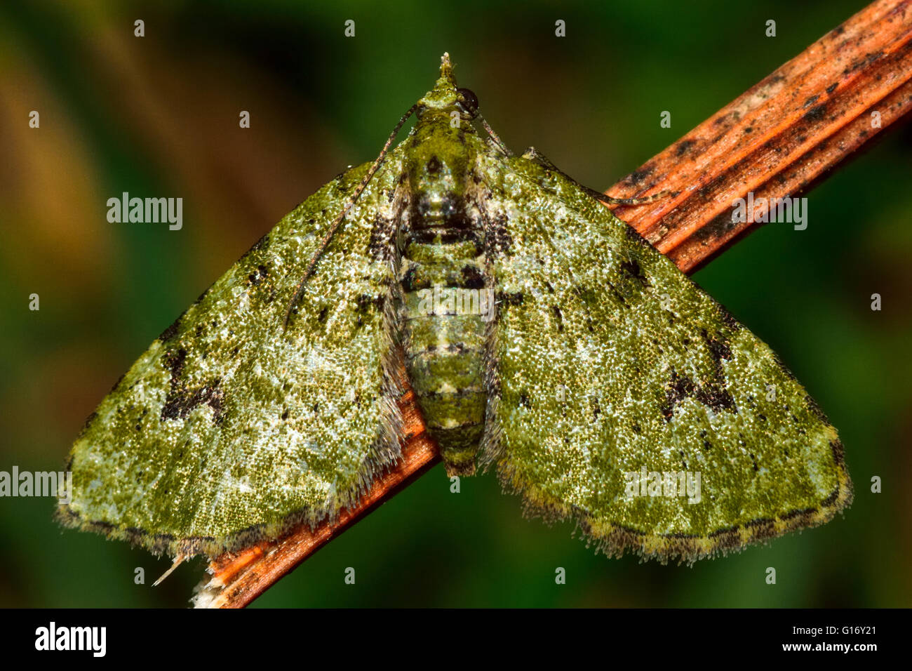 Il V-pug tarma (Chloroclystis v-ata). British insetto in famiglia Geometridae, il geometra falene Foto Stock