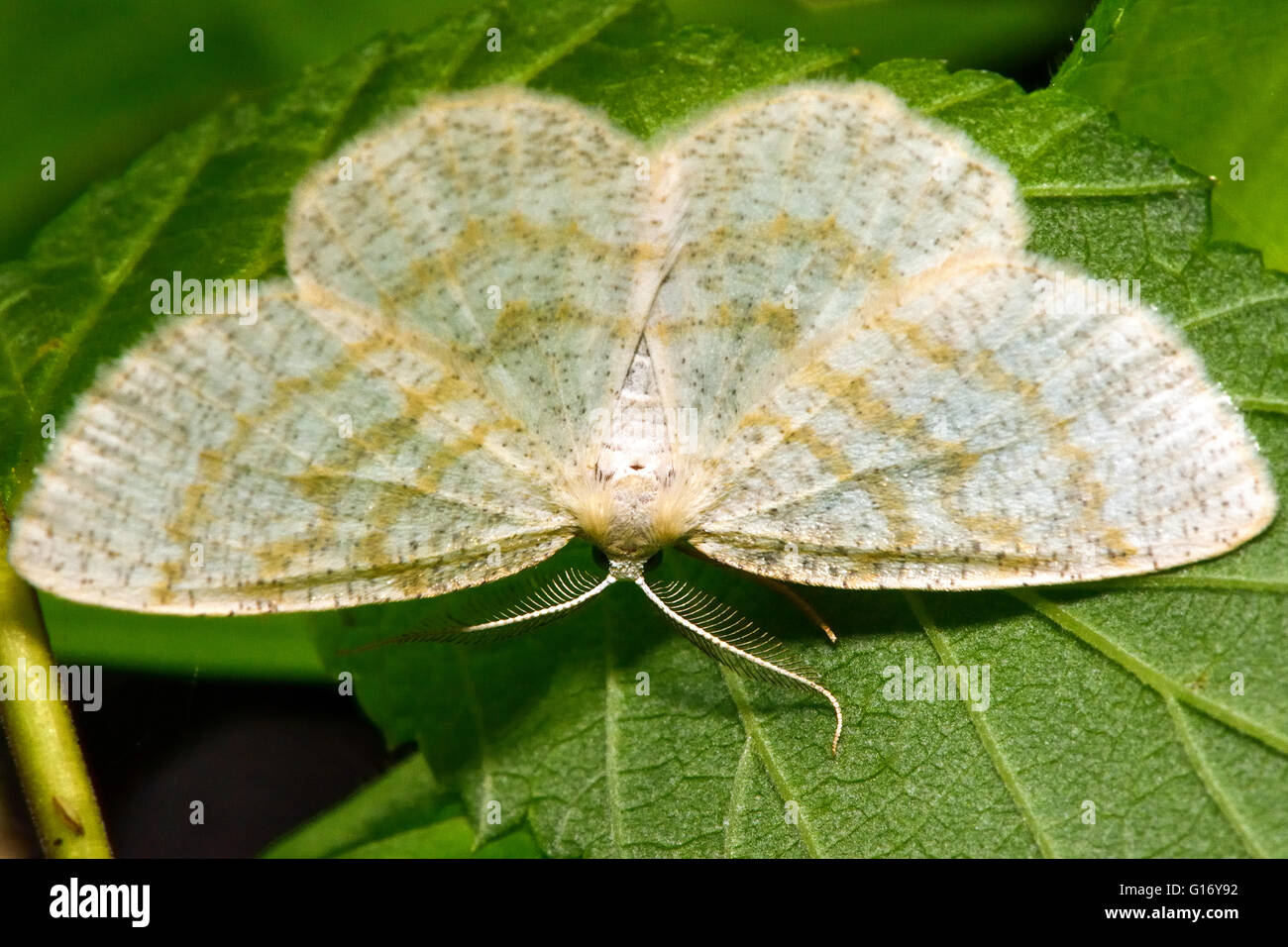 Onda comune tignola (Cabera exanthemata). British insetto in famiglia Geometridae, il geometra falene Foto Stock