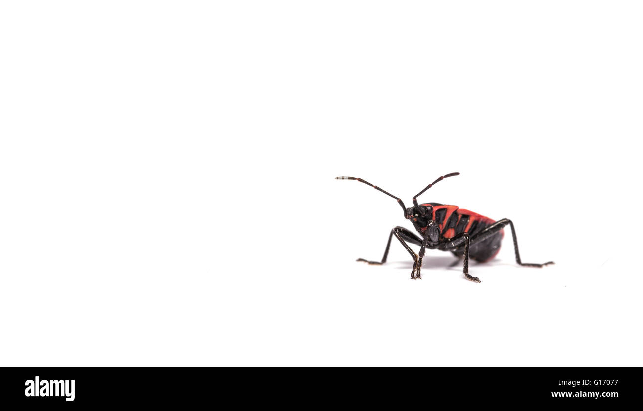 Un pyrrhocoris bug su sfondo bianco Foto Stock