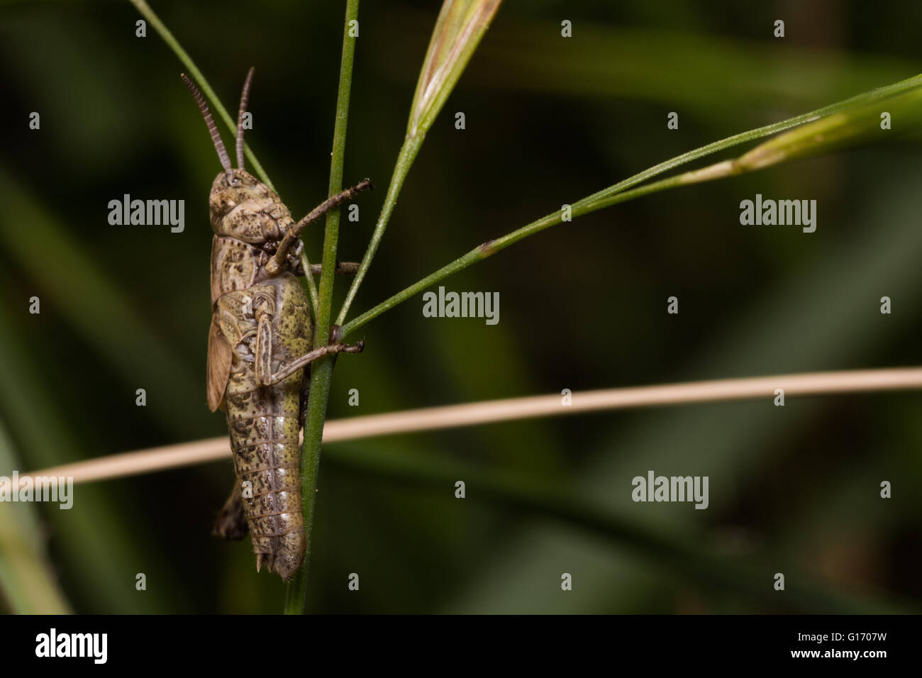 Grasshopper pongono in natura Foto Stock