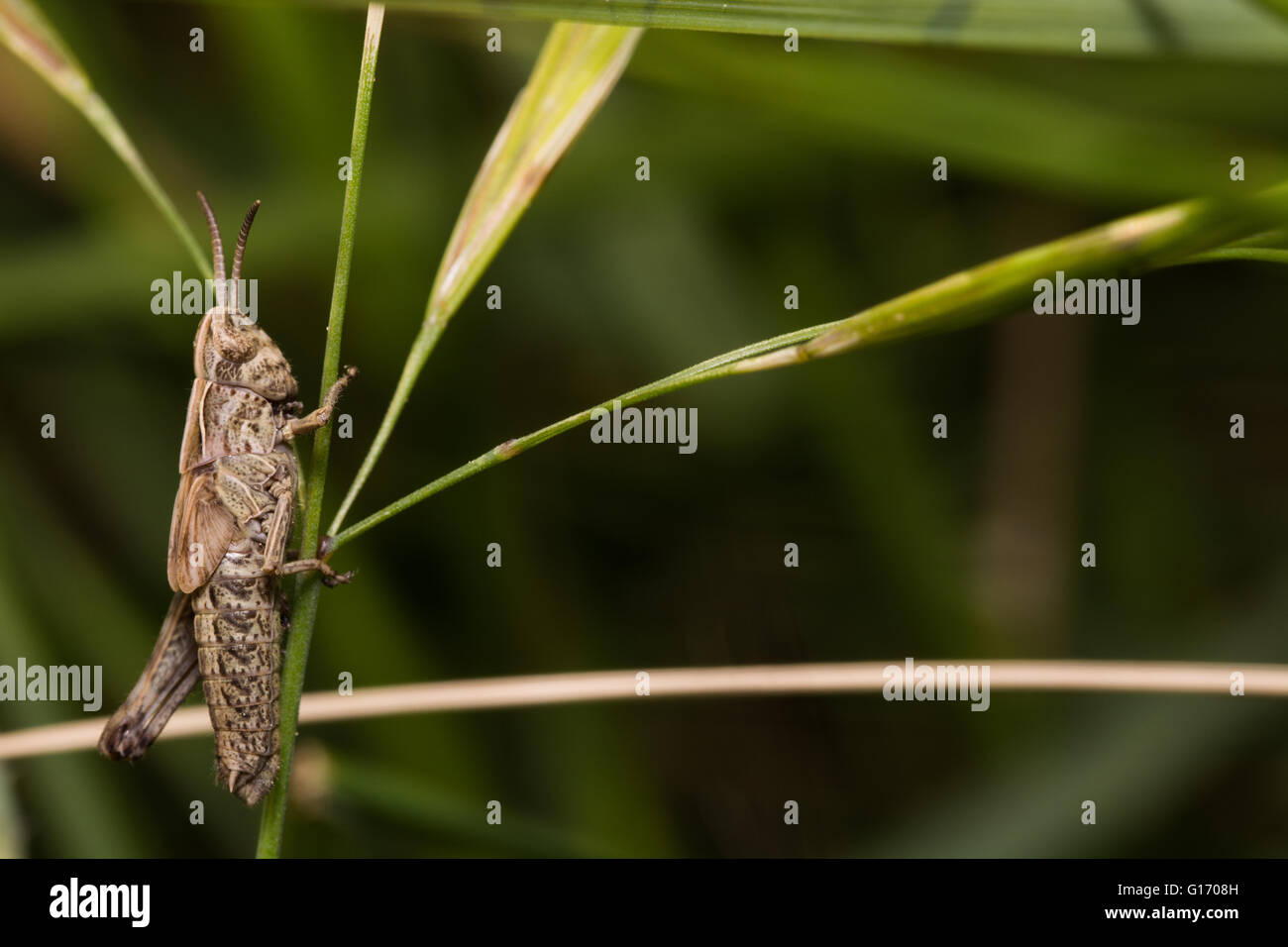 Grasshopper pongono in natura Foto Stock