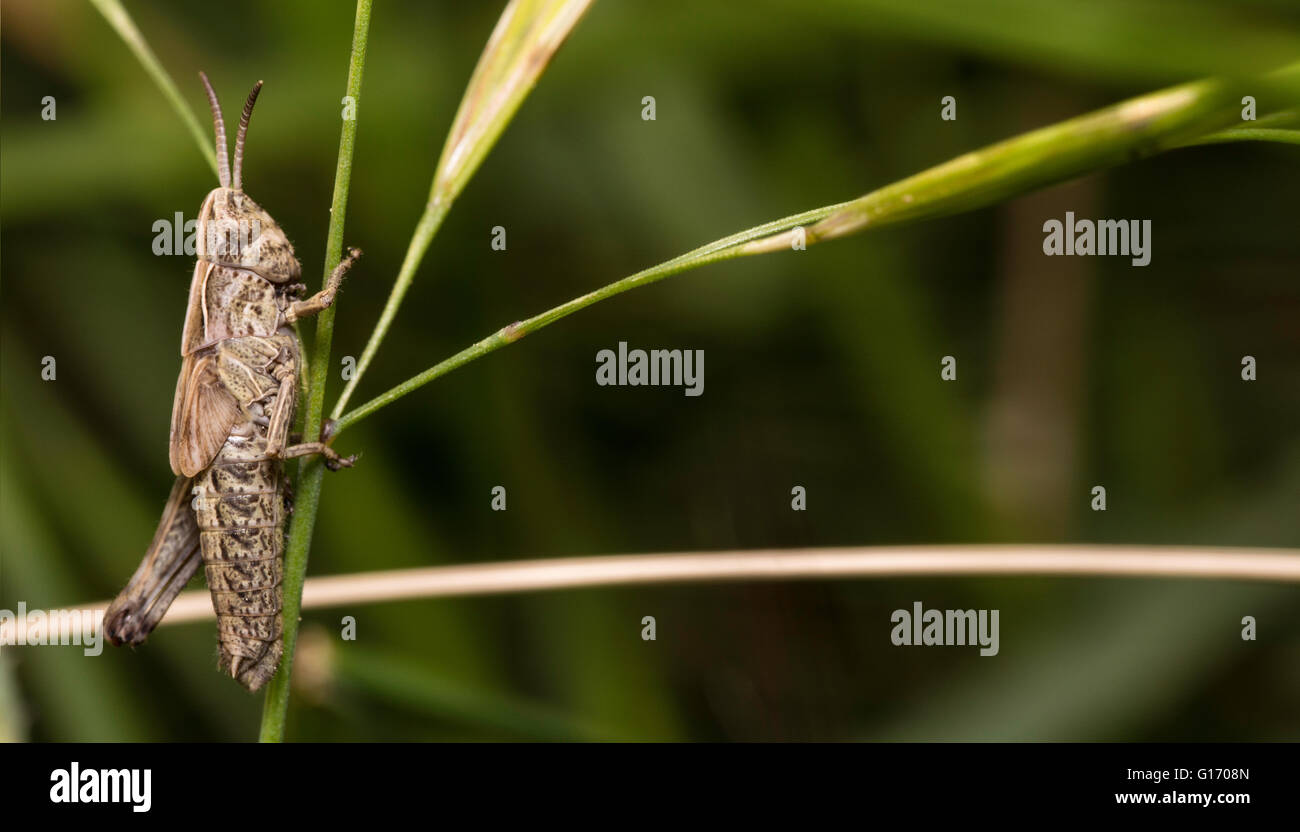 Grasshopper pongono in natura Foto Stock