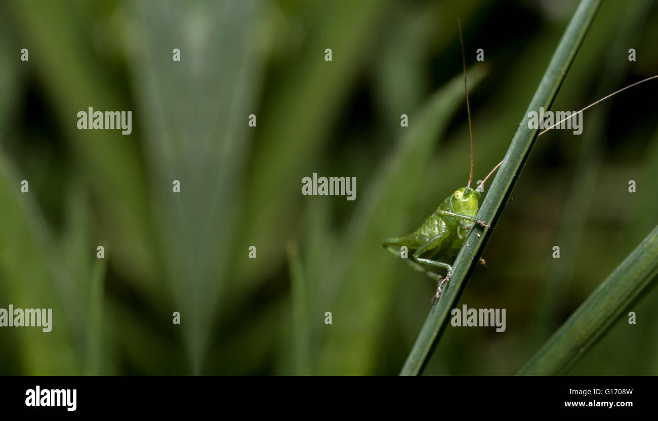 Grasshopper pongono in natura Foto Stock