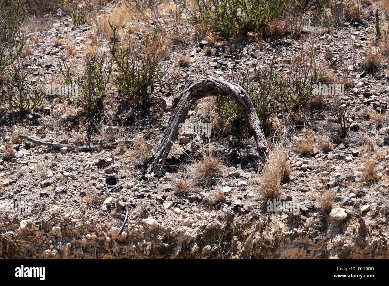 Secchi, legno curvato - il creosoto o mesquite - sul suolo desertico nel Parco nazionale di Big Bend. Foto Stock
