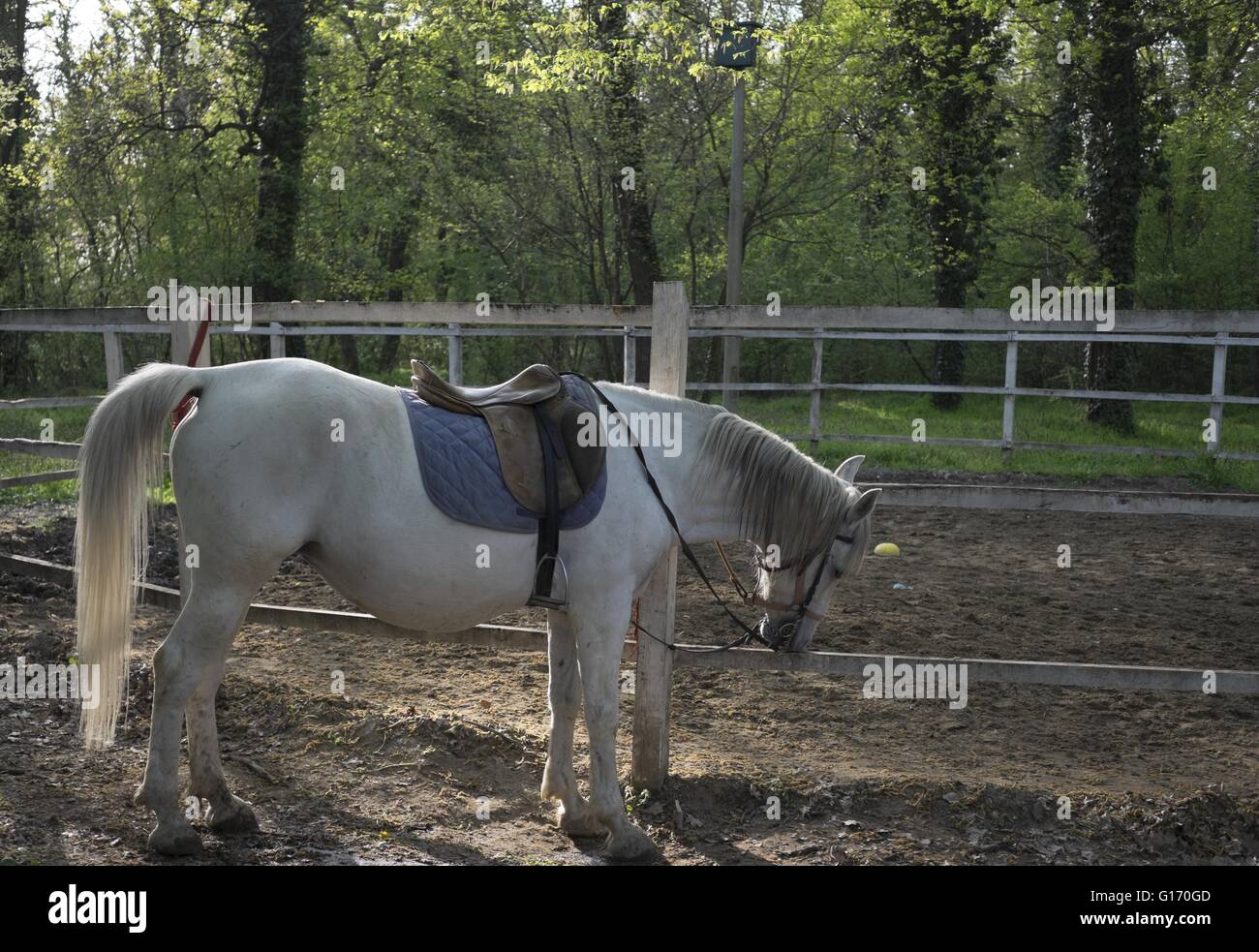 Sellati bianco cavallo lipizzano Foto Stock