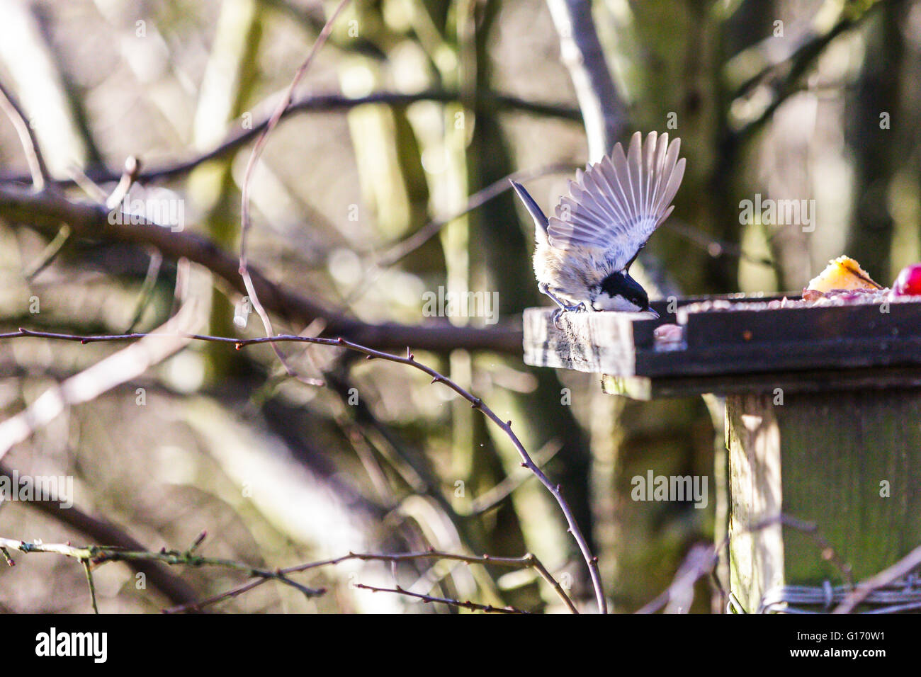 Un picchio muratore che mostra piume volo a mangiare un uccello tabella Foto Stock