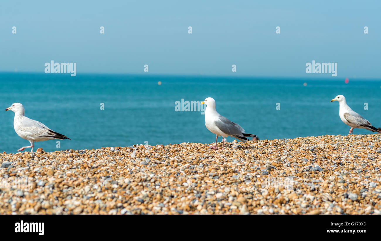 Vista del mare i gabbiani presso la spiaggia di Brighton Foto Stock