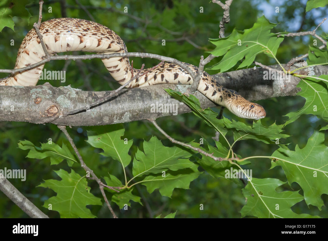 Pino settentrionale snake, Pituophis melanoleucus melanoleucus, Nativi Nord America orientale Foto Stock