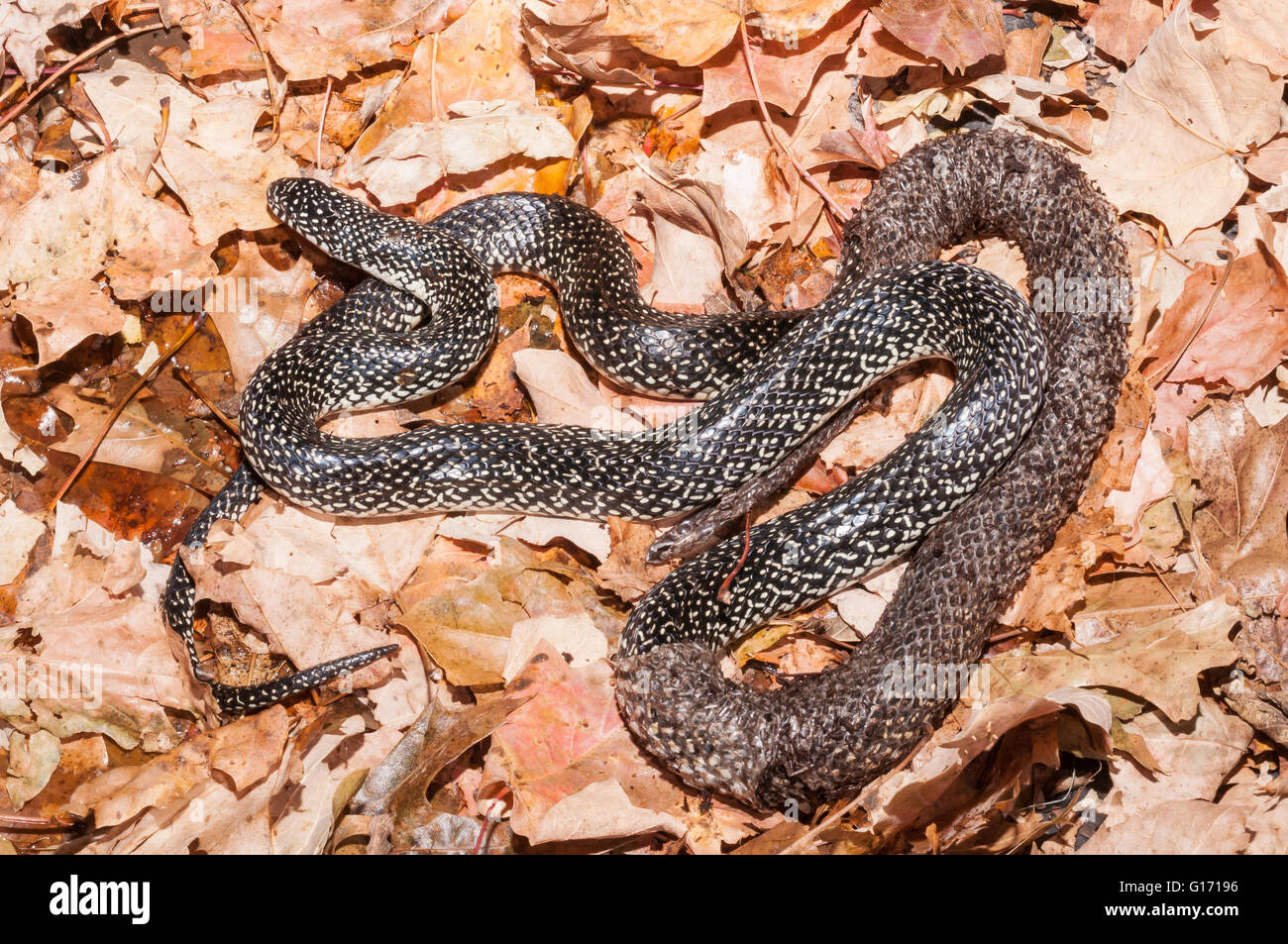 Chiazzato, kingsnake Lampropeltis getula holbrooki nativo del Sud e Stati Uniti d'America centrale Foto Stock