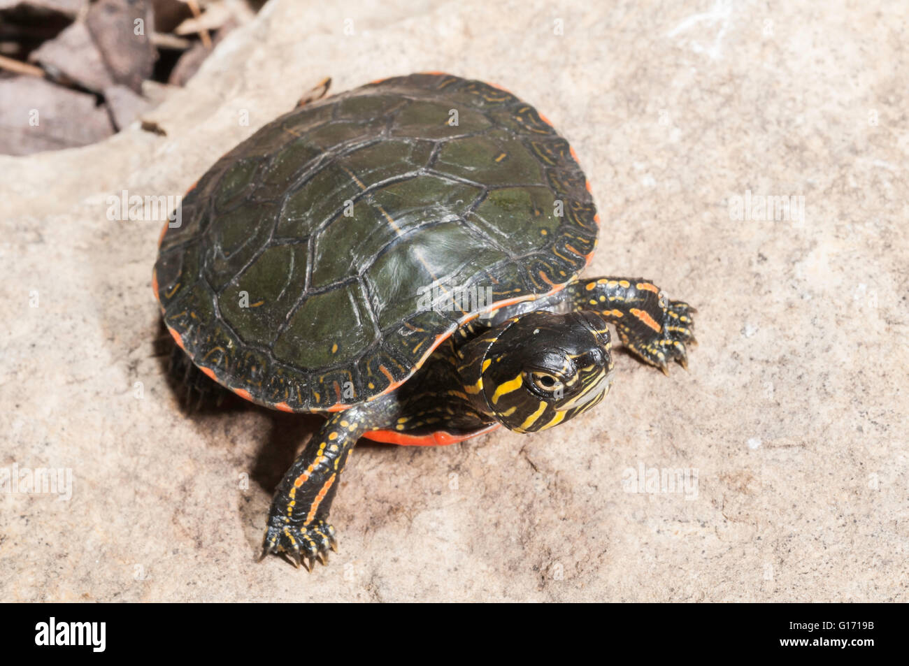 Western dipinto di tartaruga, Chrysemys picta belli, nativo di southwestern Ontario a sud del Missouri a nord-ovest del Pacifico Foto Stock