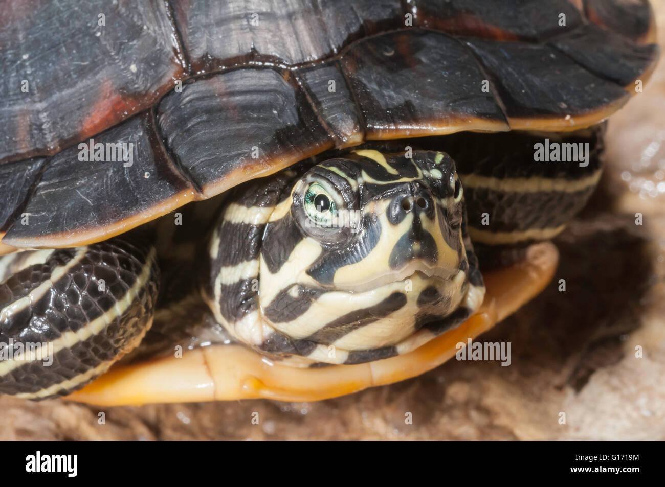 Florida rosso-panciuto cooter/tartaruga, Pseudemys nelsoni, nativo dalla Georgia in Florida Foto Stock