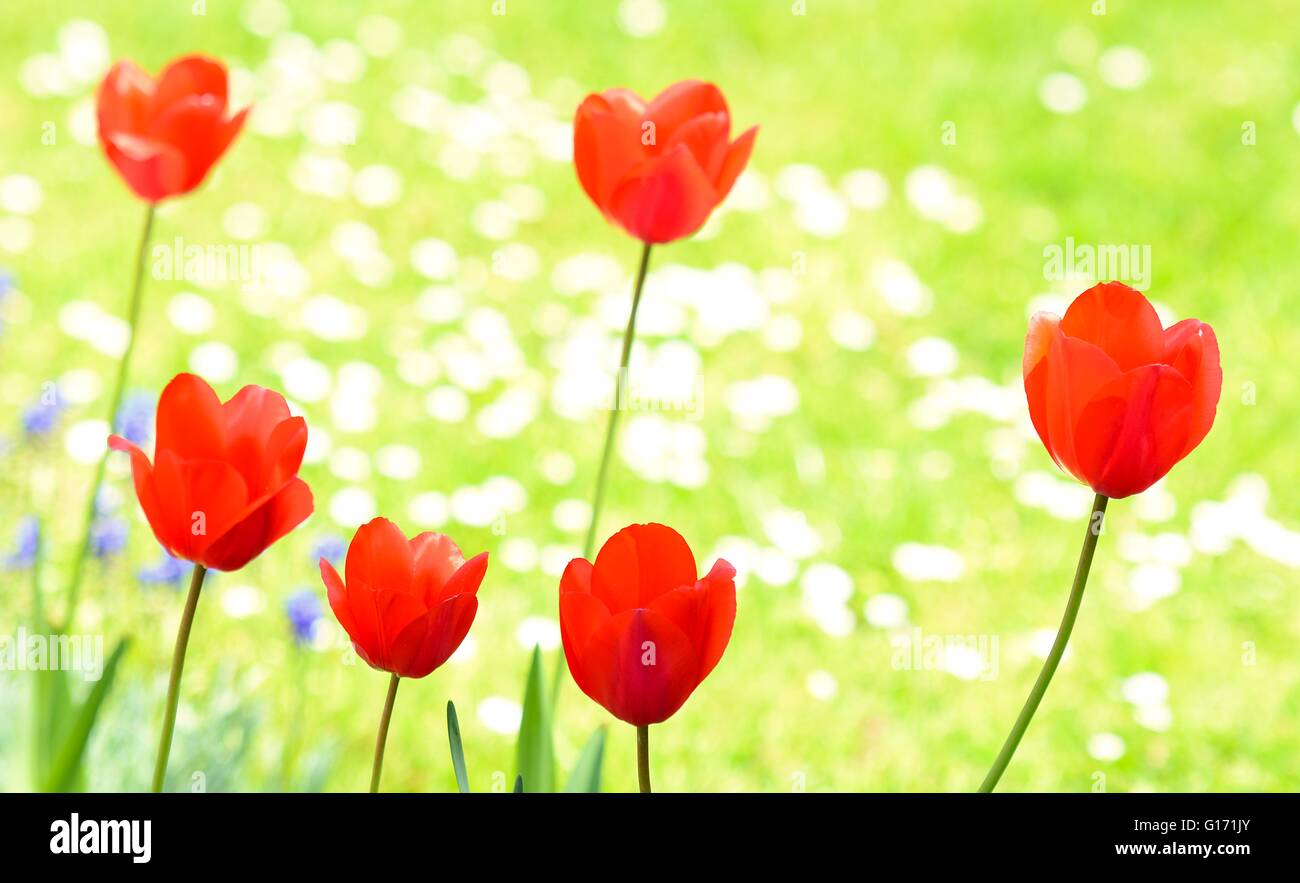 Tulipani rossi nel giardino sul prato verde dello sfondo. Tulipani rossi. Tulip in giardino. I tulipani in erba. Foto Stock