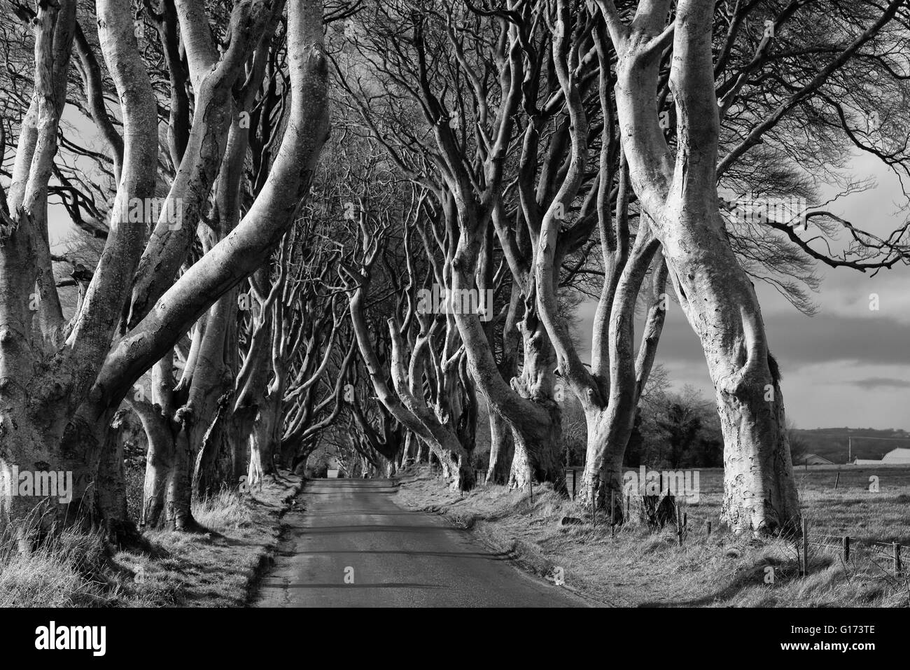 Le Siepi scuro vicino a Ballymoney, Co. Antrim, Irlanda del Nord. Feautured nel gioco di troni come Kings Road. Foto Stock