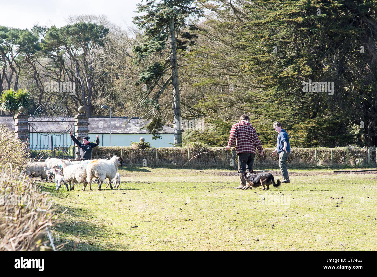 Radunare le pecore a Cushenden, County Antrim, Irlanda del Nord. Foto Stock