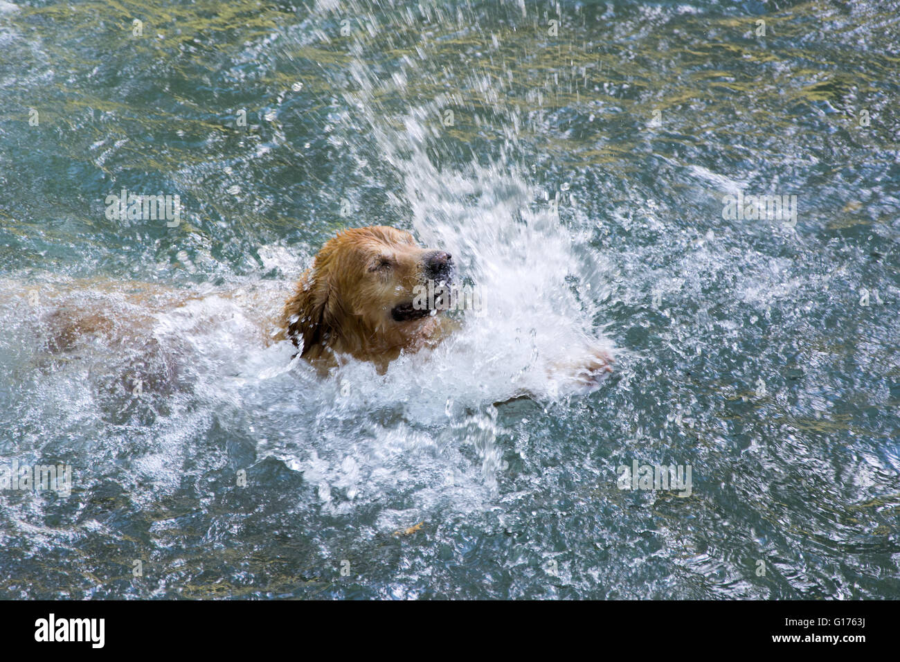 Brown Happy dog nuotare nel fiume selvaggio Foto Stock