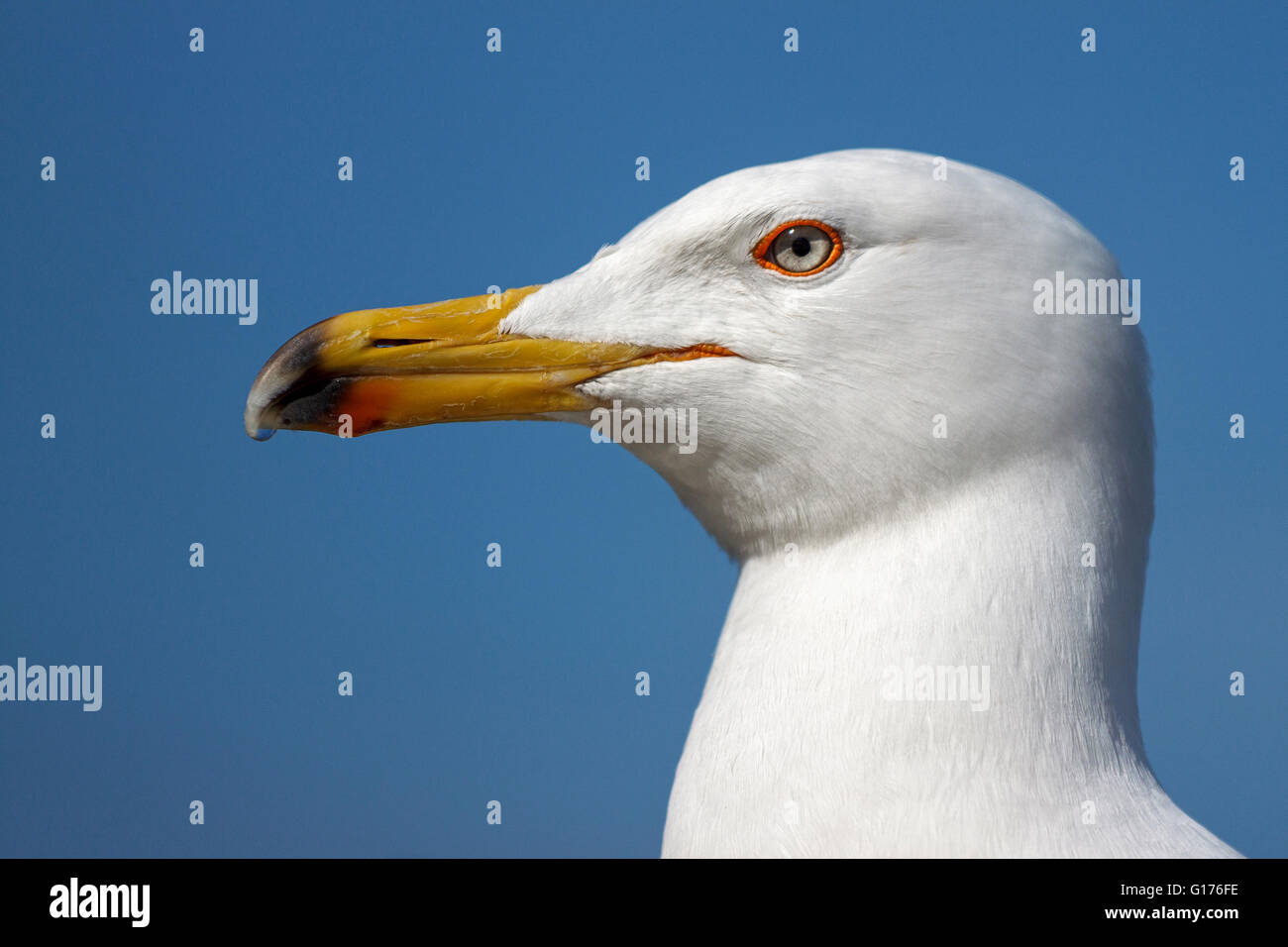 Sea Gull ritratto di testa Foto Stock